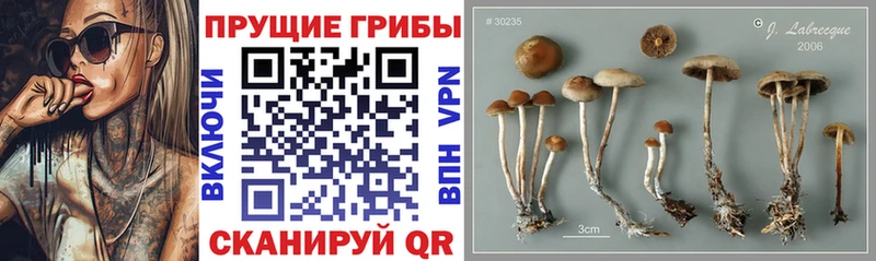 Псилоцибиновые грибы GOLDEN TEACHER  хочу наркоту  Остров 